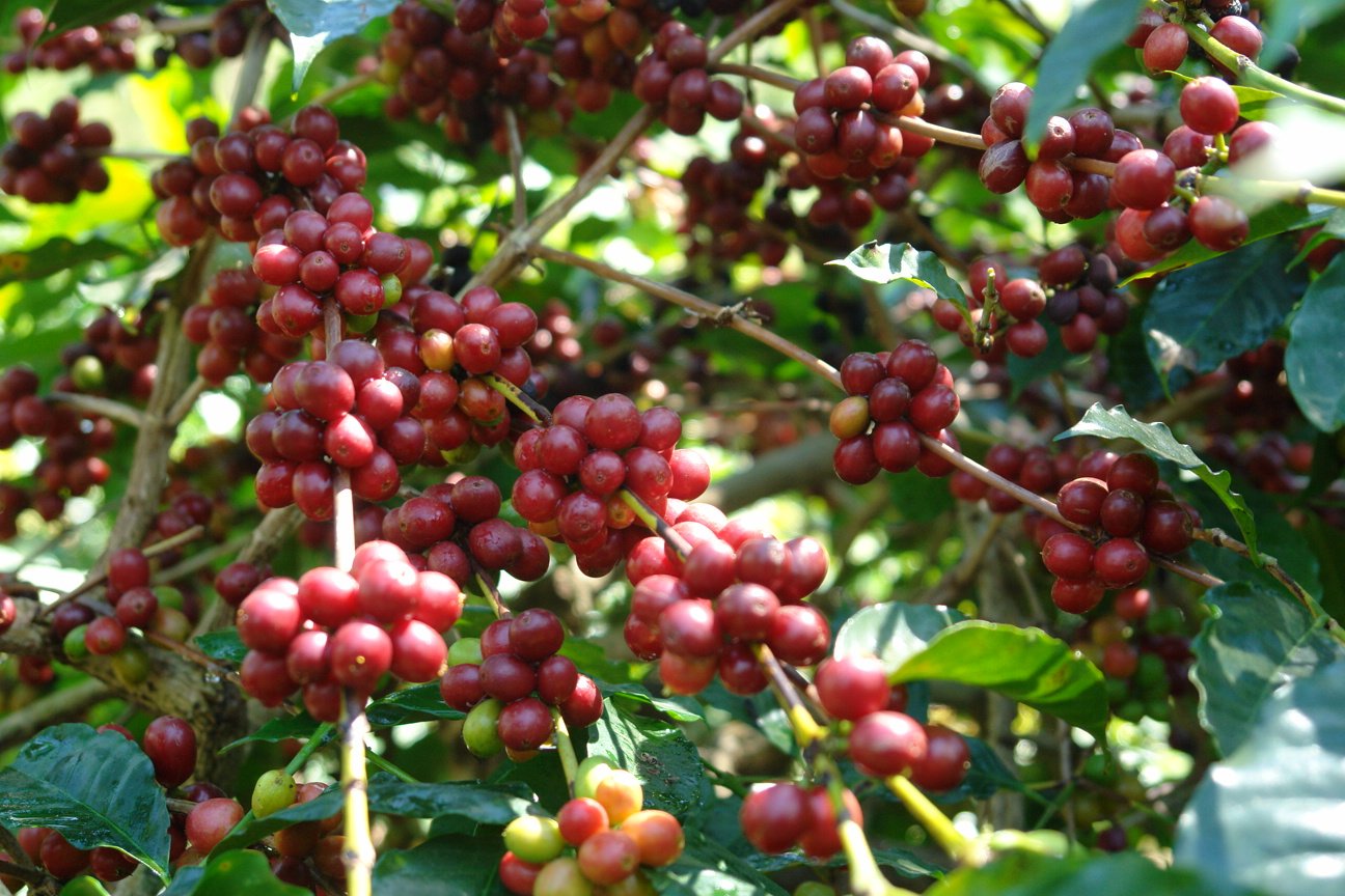 Background Kopi Bengkulu